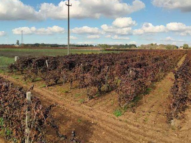 Terreno in vendita a Puglia, Taranto