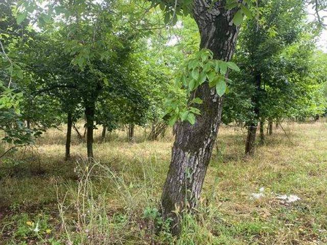 Terreno in vendita a Saviano, Campania