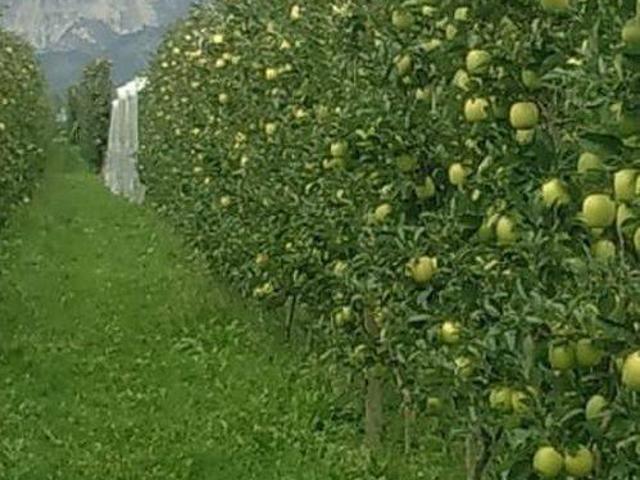 Terreno in vendita a San Salvatore, Piemonte