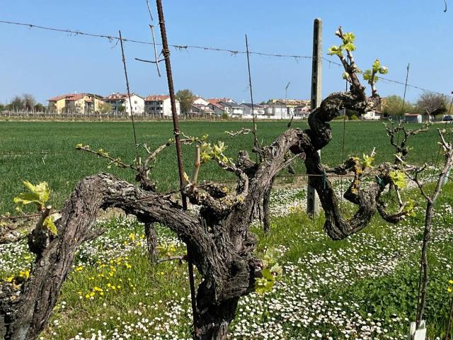Terreno in vendita a Savignano Sul Rubicone, Reggio Emilia