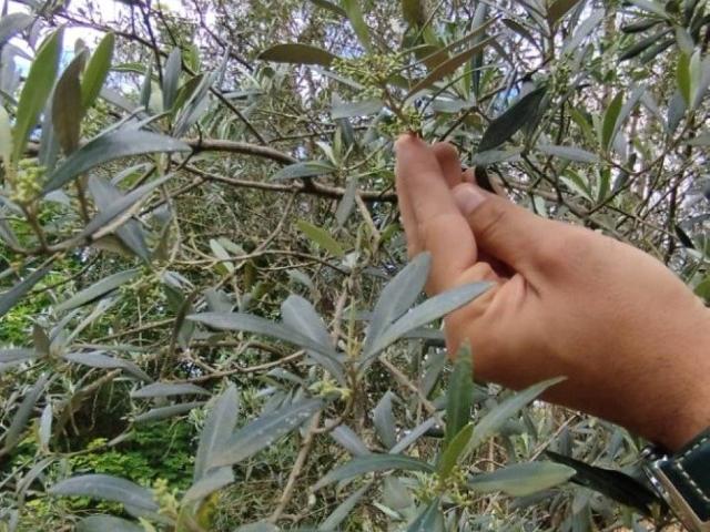 Terreno in vendita a San Paolo a Mosciano, Scandicci
