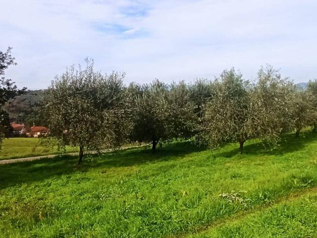 Terreno in vendita a Vigliano, Scandicci
