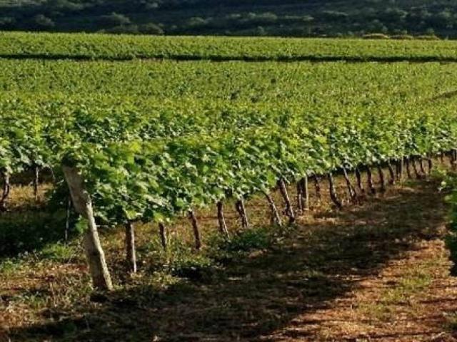 Terreno in vendita a Pomonte, Scansano