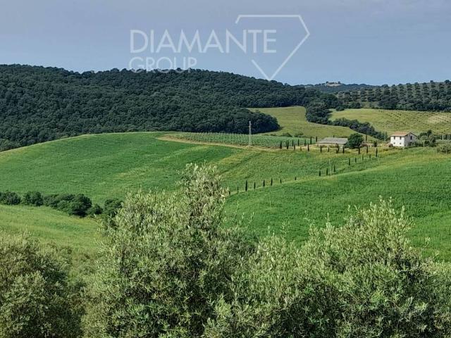 Terreno in vendita a Scansano, Toscana