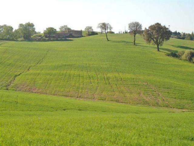 Terreno in vendita a Scansano, Grosseto