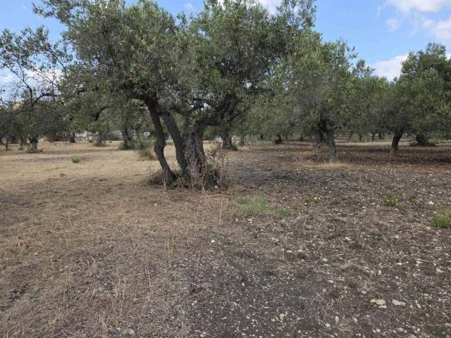 Terreno in vendita a Sciacca, Sicilia