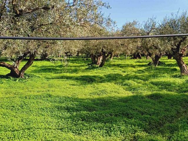 Terreno in vendita a Sciacca, Sicilia