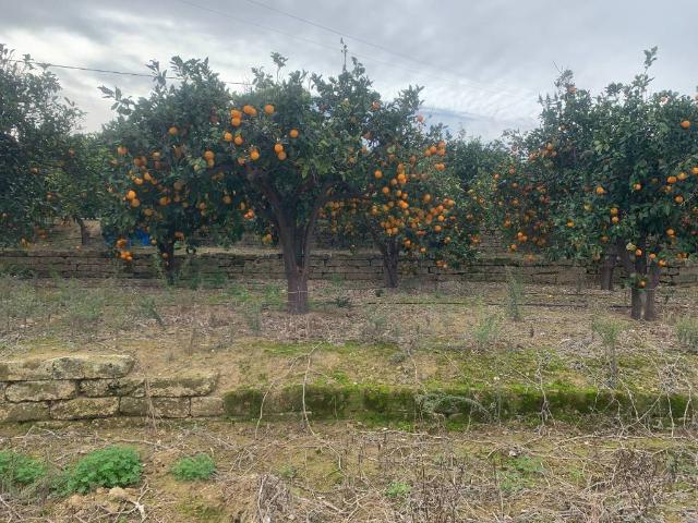 Terreno in vendita a Scordia, Sicilia