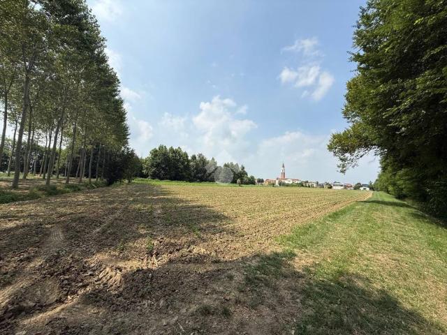 Terreno in vendita a Gallese, Scorzè
