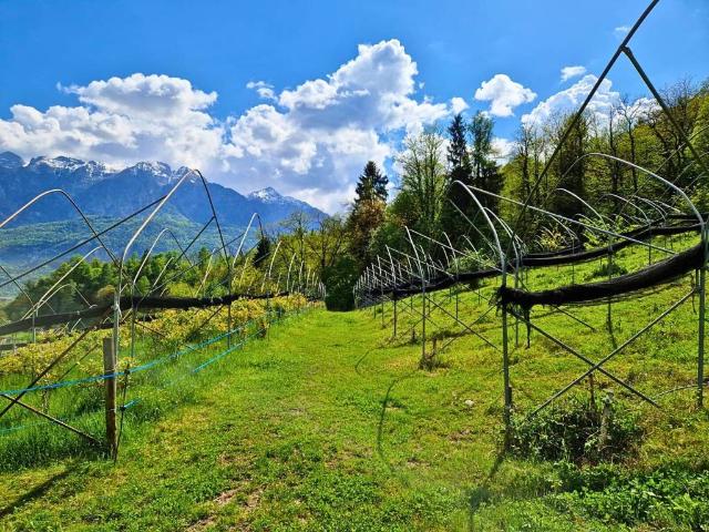 Terreno in vendita a Comunità Valsugana e Tesino, Scurelle