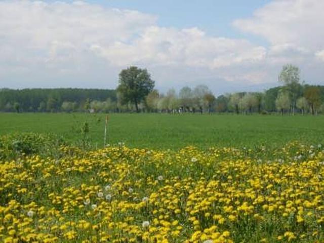 Terreno in vendita a Sedegliano, Friuli-Venezia Giulia