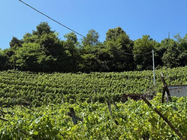 Terreno in vendita a Comunità della Valle di Cembra, Segonzano