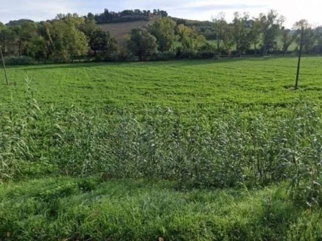Terreno in vendita a Marche, Ancona
