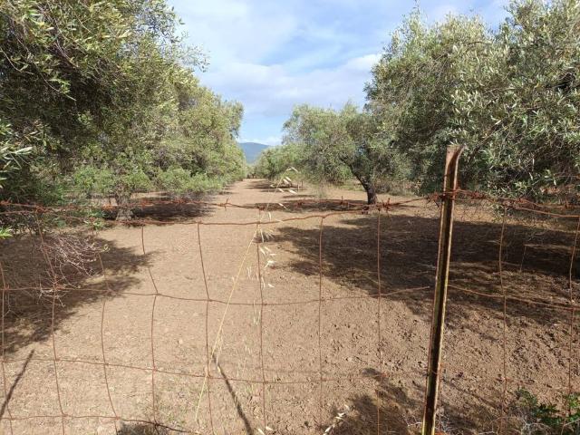 Terreno in vendita a Serdiana, Sardigna/Sardegna