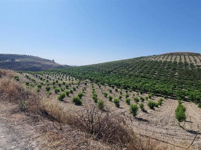 Terreno in vendita a Serradifalco, Sicilia