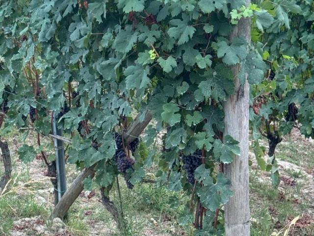Terreno in vendita a Piemonte, Cuneo