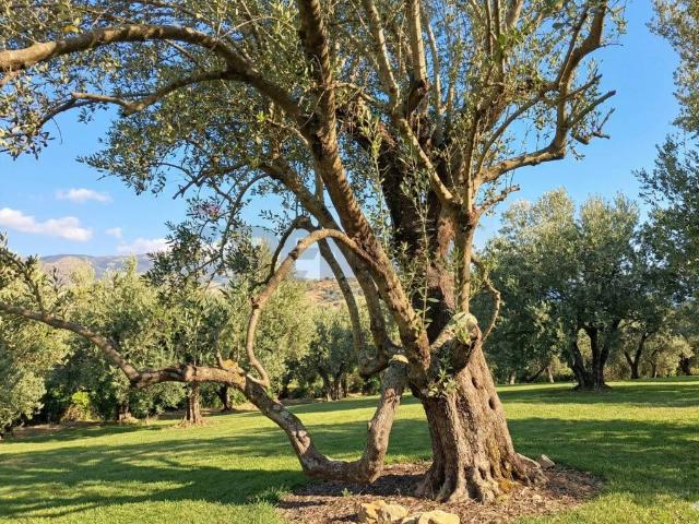 Terreno in vendita a Sessa Aurunca, Campania