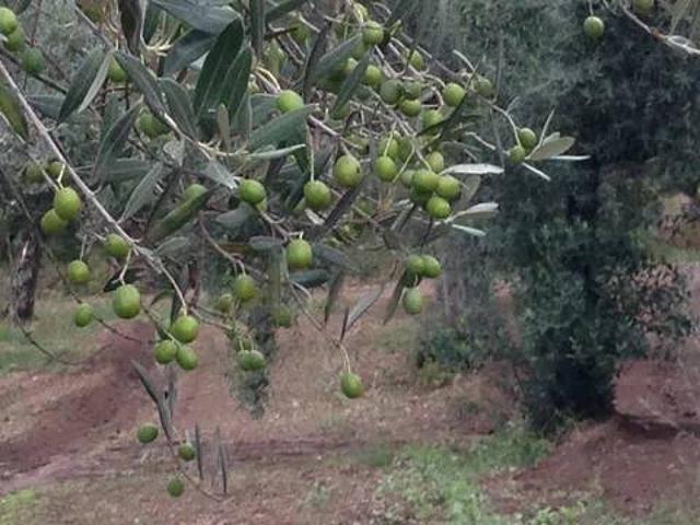 Terreno in vendita a Ponte, Sessa Aurunca