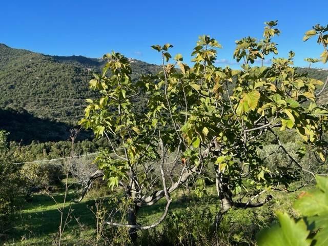 Terreno in vendita a Sessa Cilento, Campania