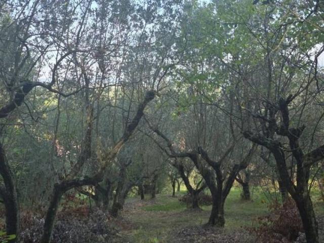 Terreno in vendita a Sgurgola, Lazio