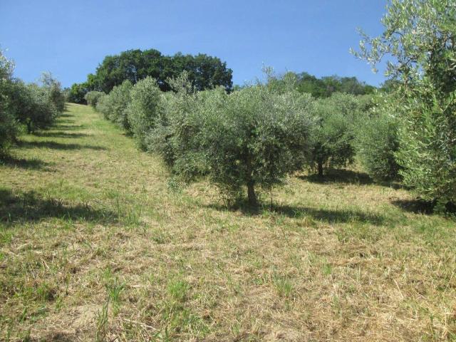 Terreno in vendita a San Silvestre, Silvi