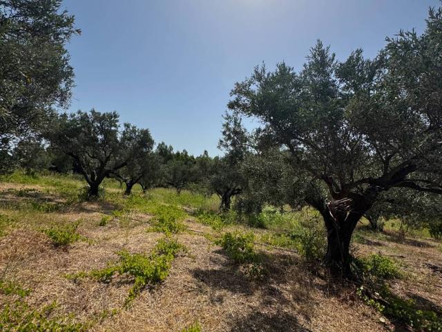 Terreno in vendita a Calabria, Catanzaro