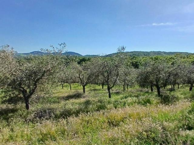 Terreno in vendita a Pieve Di Sinalunga, Toscana
