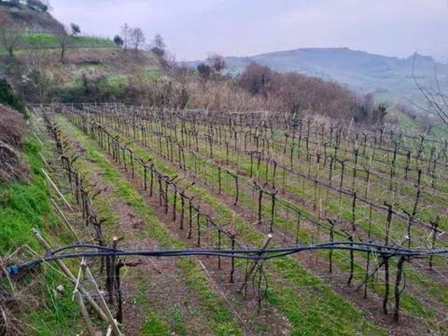 Terreno in vendita a Soave, Veneto