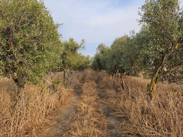 Terreno in vendita a Soleminis, Sardigna/Sardegna