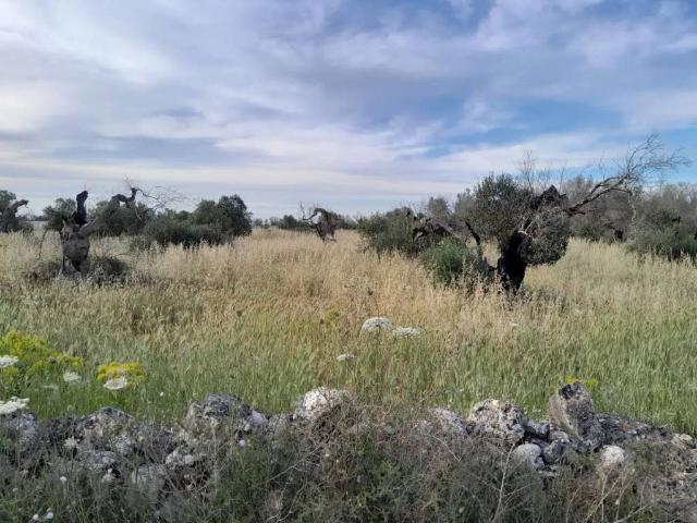 Terreno in vendita a Puglia, Lecce