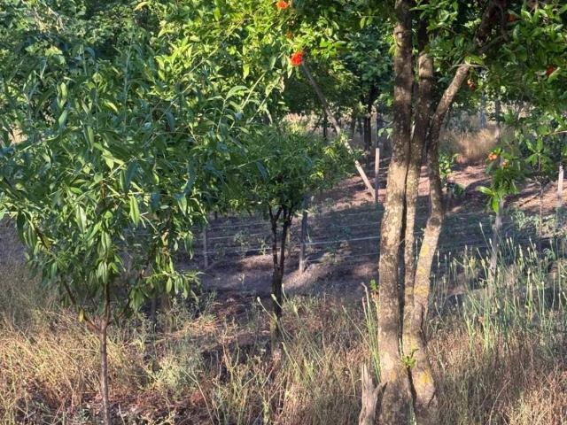 Terreno in vendita a Somma Vesuviana, Campania