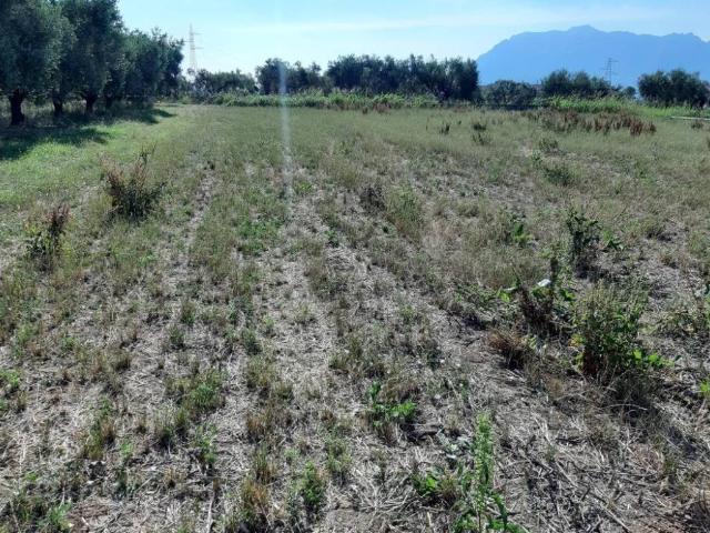 Terreno in vendita a Sommatino, Sicilia
