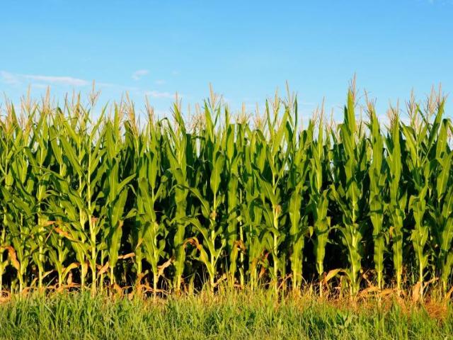 Terreno in vendita a Soresina, Lombardia