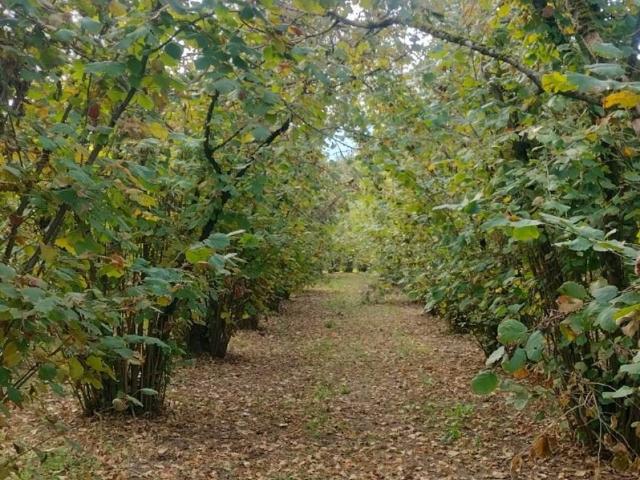 Terreno in vendita a Soriano Nel Cimino, Lazio