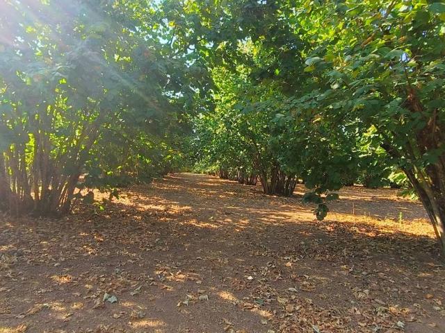 Terreno in vendita a Soriano Nel Cimino, Lazio