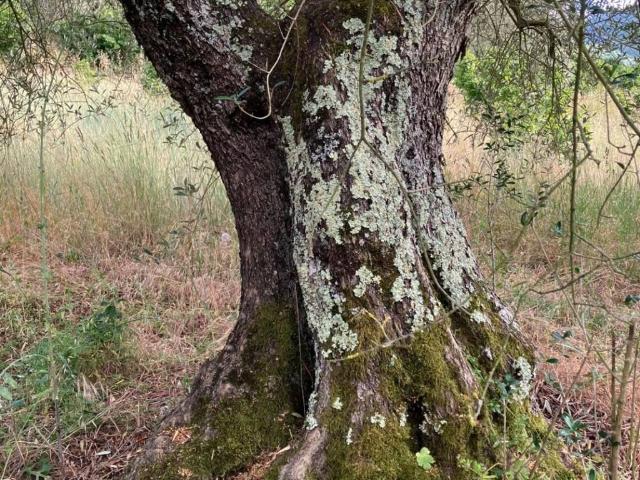 Terreno in vendita a Soriano Nel Cimino, Lazio