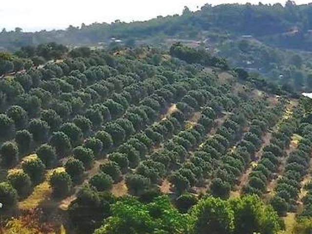 Terreno in vendita a Calabria, Catanzaro