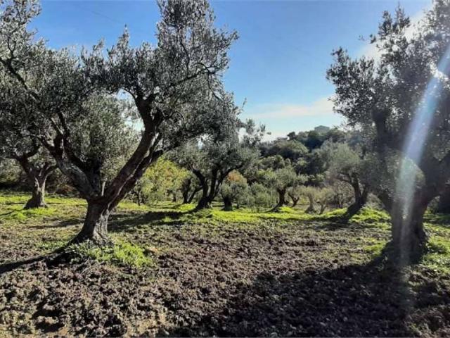 Terreno in vendita a Calabria, Catanzaro