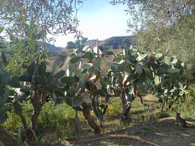 Terreno in vendita a Spadafora, Sicilia