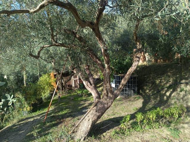 Terreno in vendita a Spadafora, Sicilia