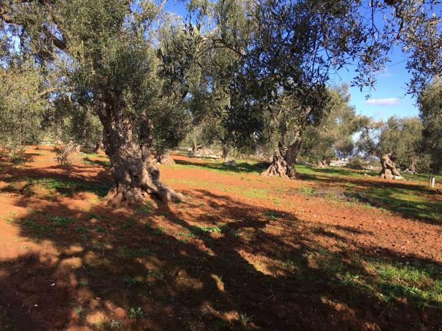 Terreno in vendita a Puglia, Lecce