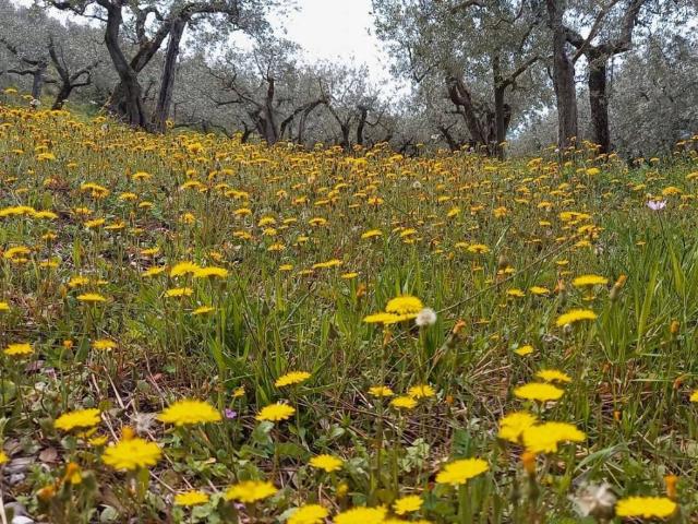 Terreno in vendita a Spello, Umbria
