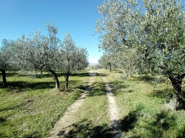 Terreno in vendita a San Venanzo, Spoleto