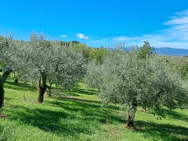 Terreno in vendita a Spoleto, Umbria