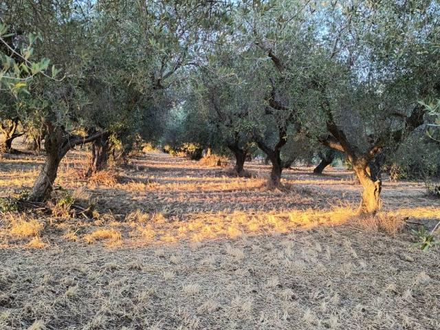 Terreno in vendita a Villa Raspa, Spoltore