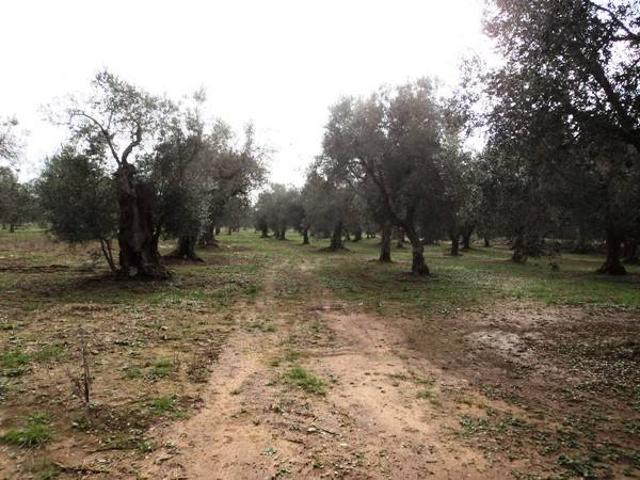 Terreno in vendita a Puglia, Lecce