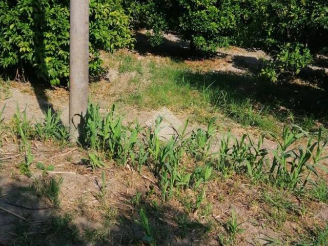 Terreno in vendita a Calabria, Catanzaro