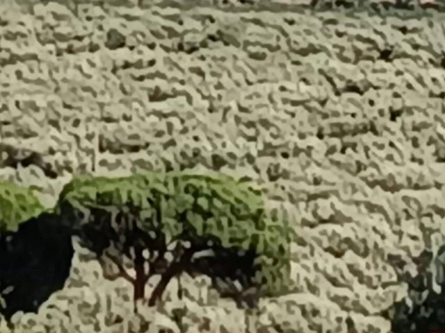 Terreno in vendita a Calabria, Catanzaro