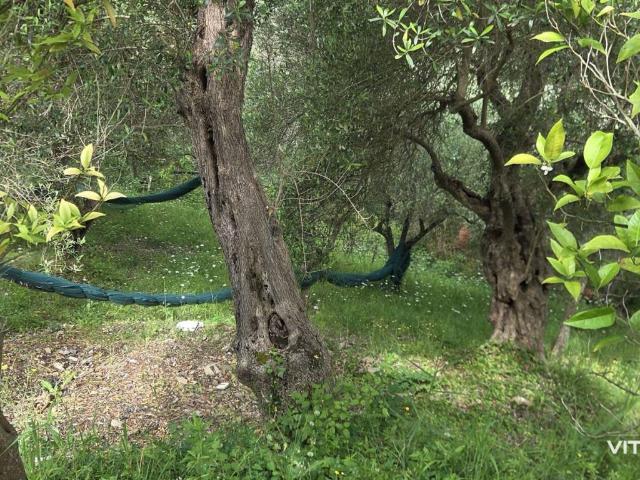 Terreno in vendita a Stella Cilento, Campania