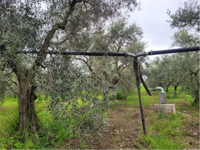 Terreno in vendita a Puglia, Foggia